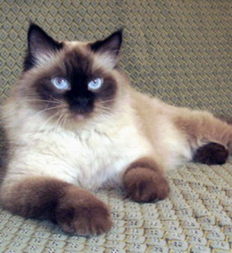 Невская маскарадная кошка метис