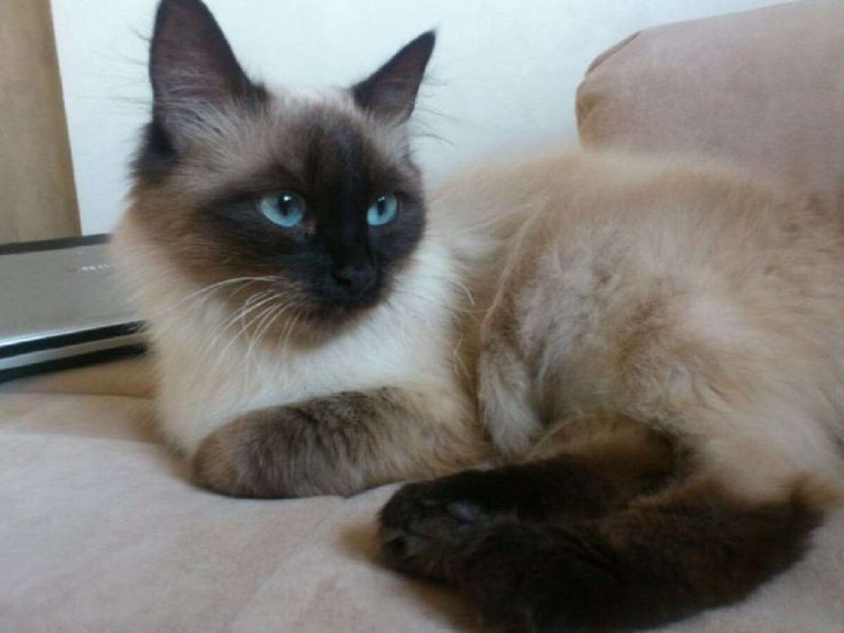 Тайская маскарадная кошка