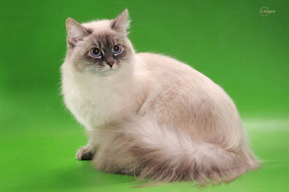 Балинезийская Рэгдолл