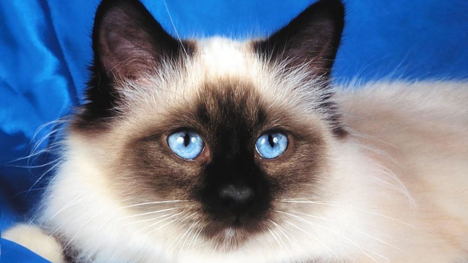 Сибирская Невская маскарадная