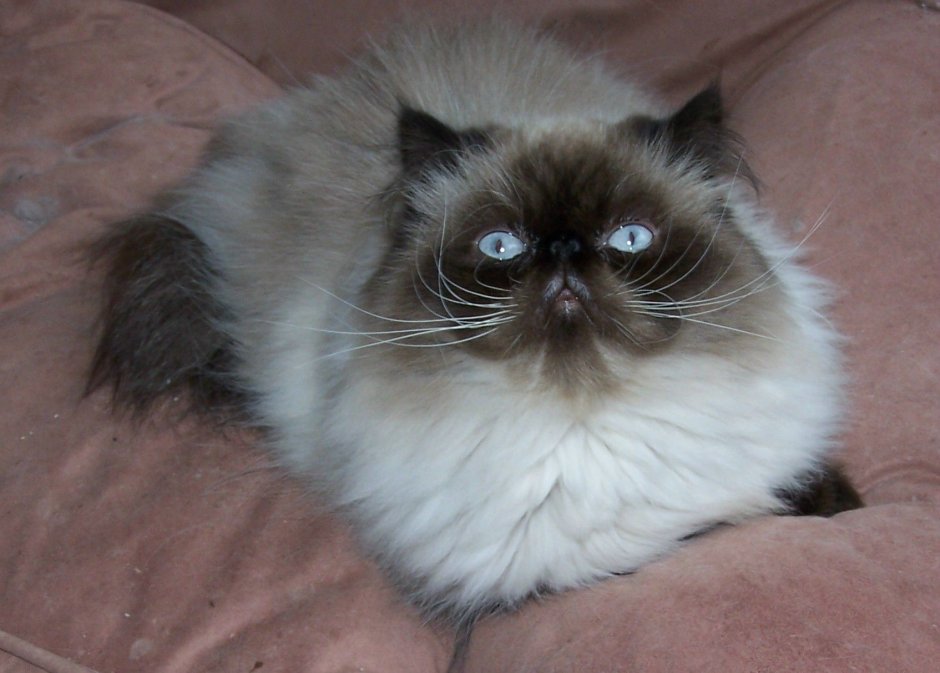 Сиамские коты Бирма