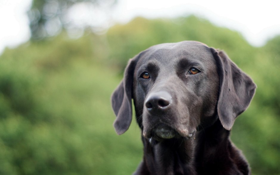 Веймаранер лабрадор