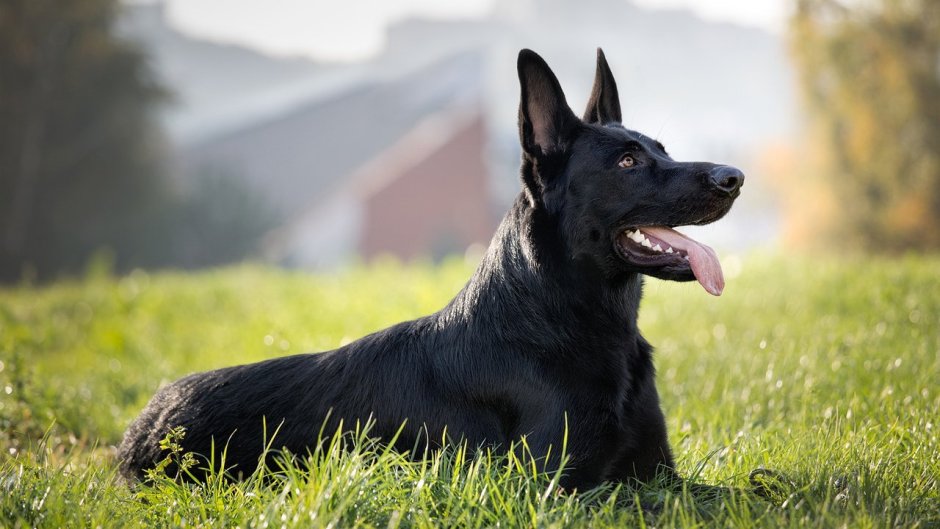 Лабрадор ретривер карликовый