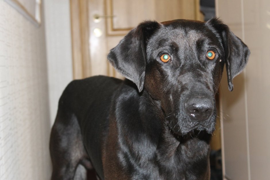 ЛАБРОДОРРЕТРИВЕР черный