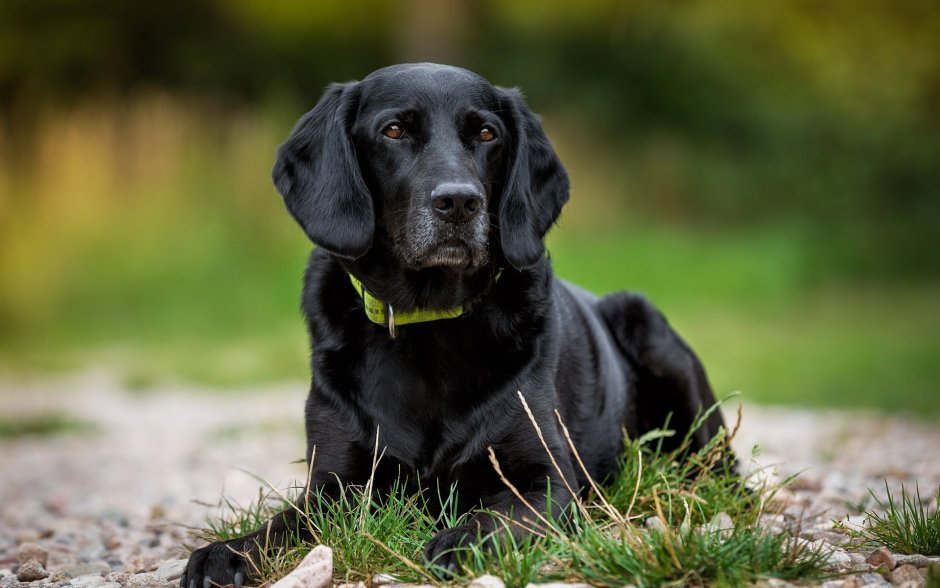 Собака со стоячими ушами