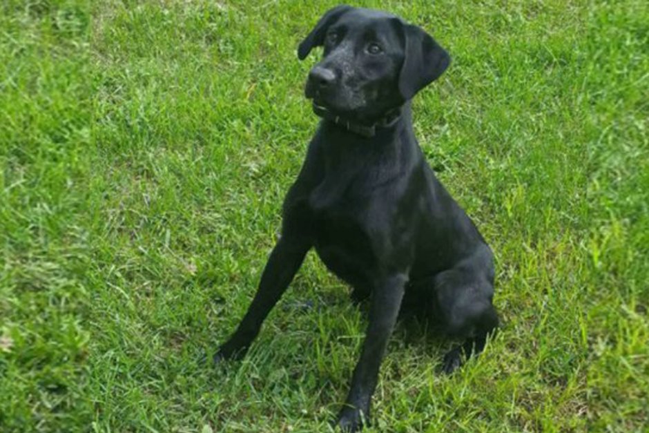 Лабрадор терьер