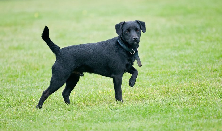 Немецкая Chyornaya овчарка