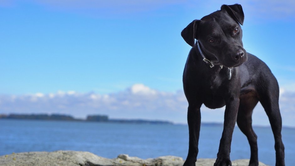 Лабрадор черный