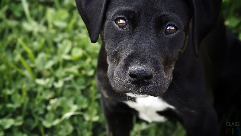 Черный лабрадор на белом фоне