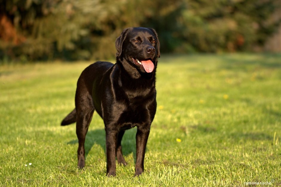 Паттердейл терьер