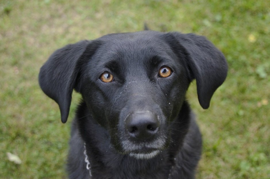Лабрадор ретривер черный