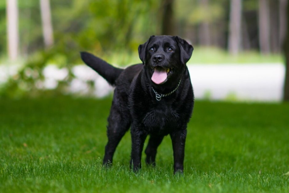 Лабрадор ретривер