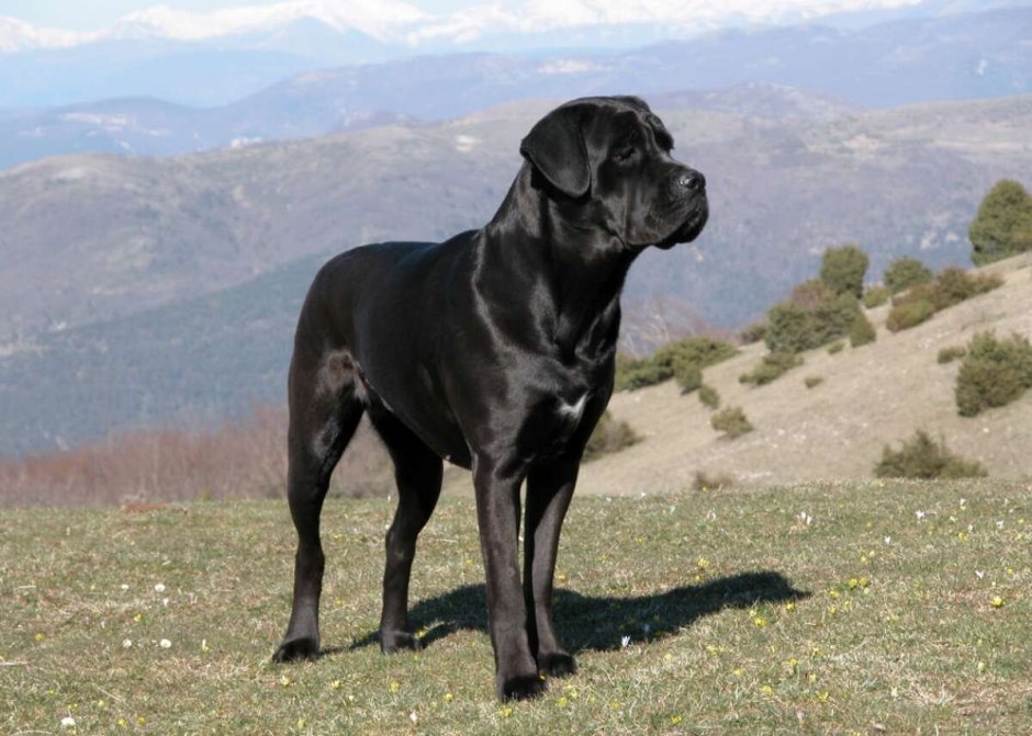 Порода Доберман-пинчер