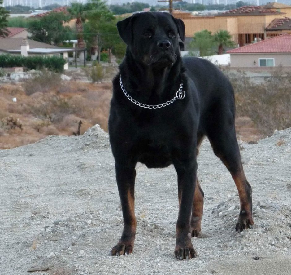 Лабрадор ретривер