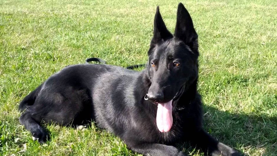 Лабрадор ретривер породы собак