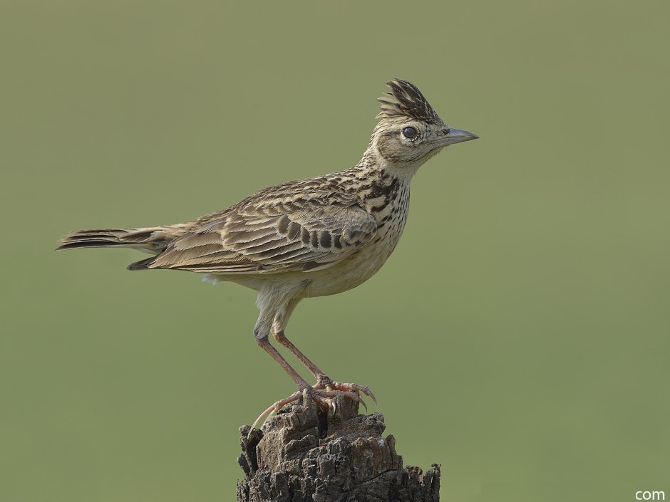 Жаворонок Lark-Bird