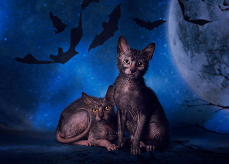 Кот Ликои