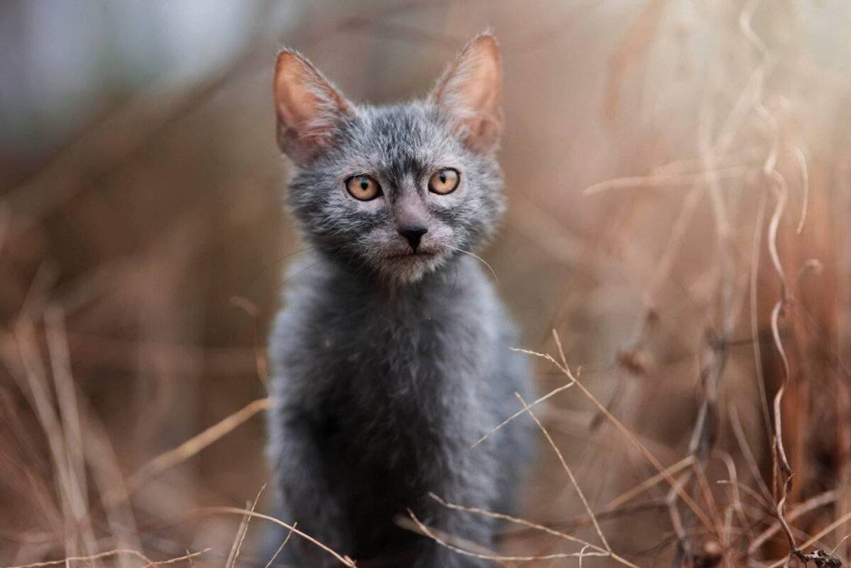 Коты породы Ликои