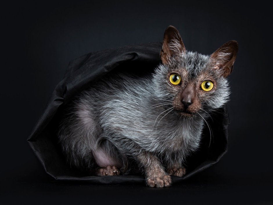 Кот Ликои