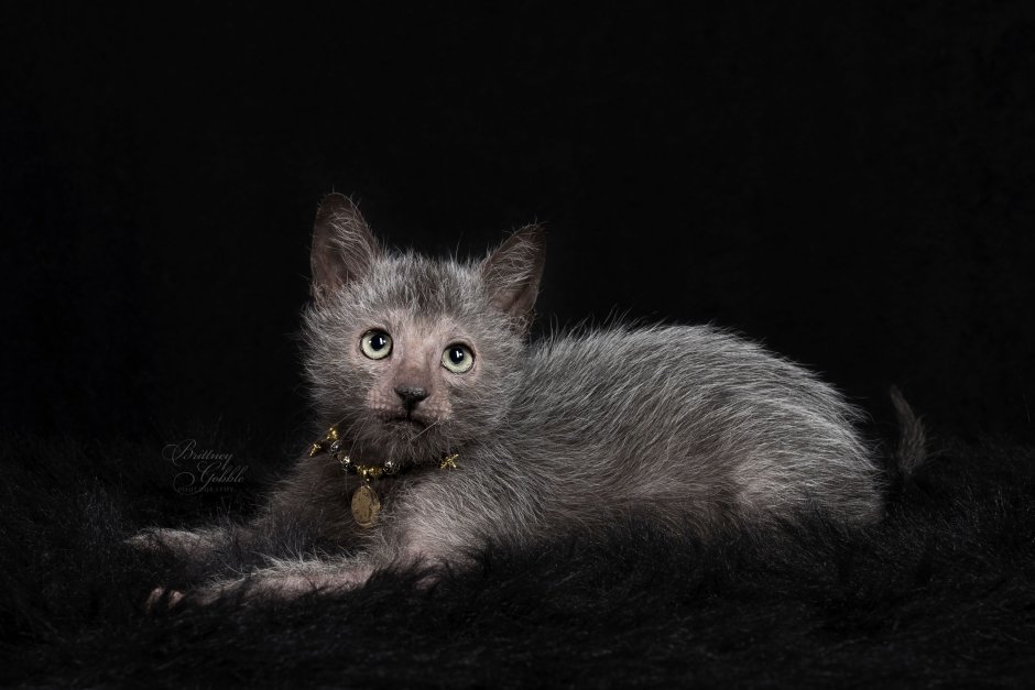 Ликои кошка