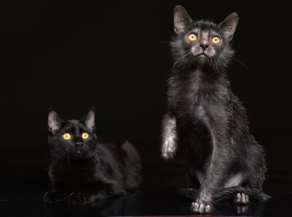 Кот породы Ликой