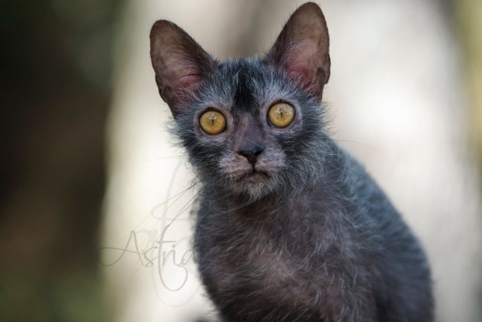 Кот Ликой