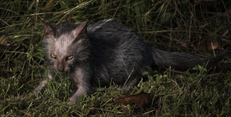 Lykoi Cat кошка-волк