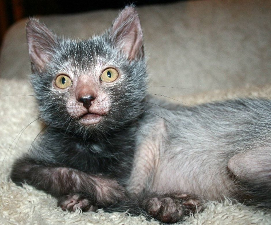 Ликой (Lykoi) кошка оборотень