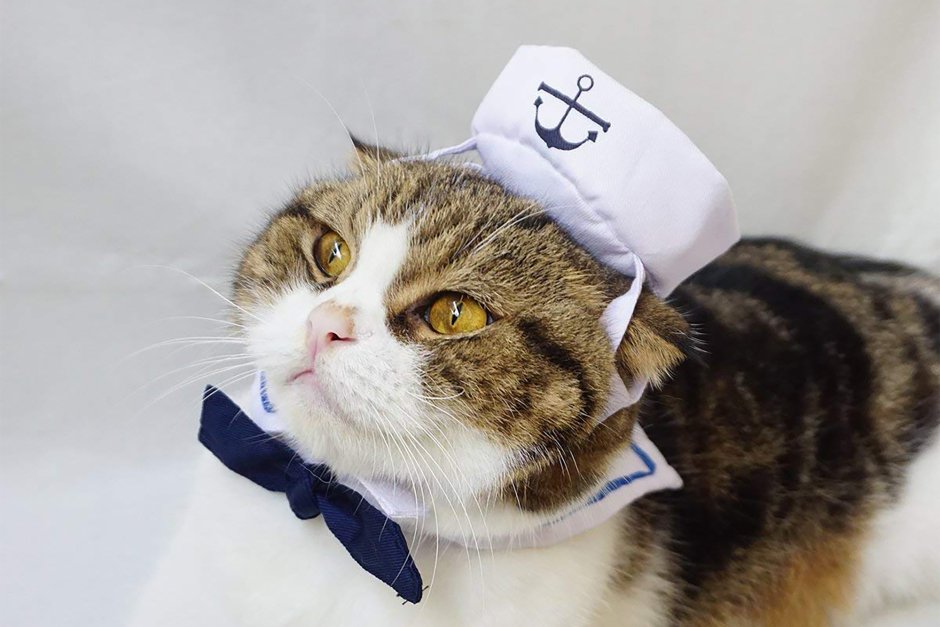 Кошка в морском костюмчике