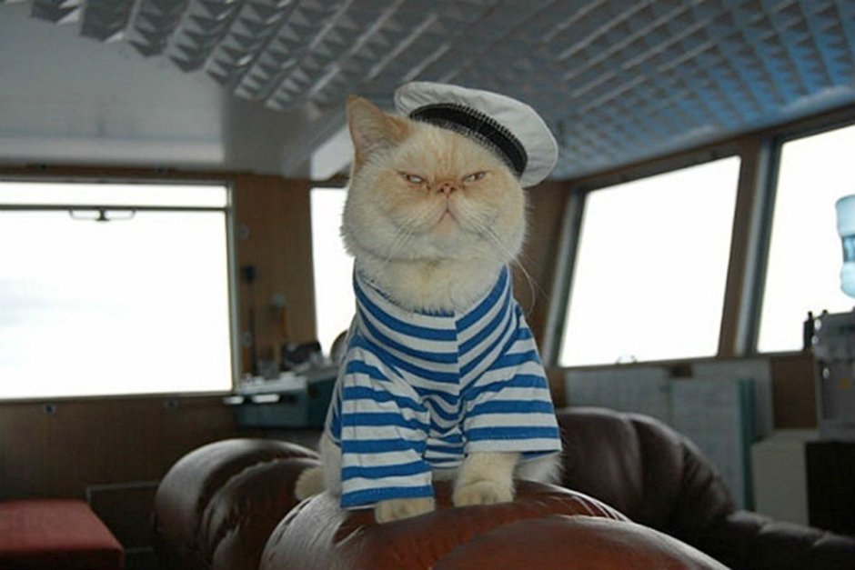 Котенок в военной форме