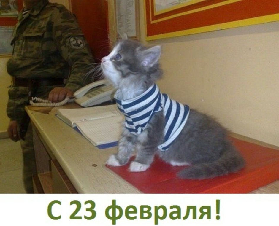 Герои мультика три кота