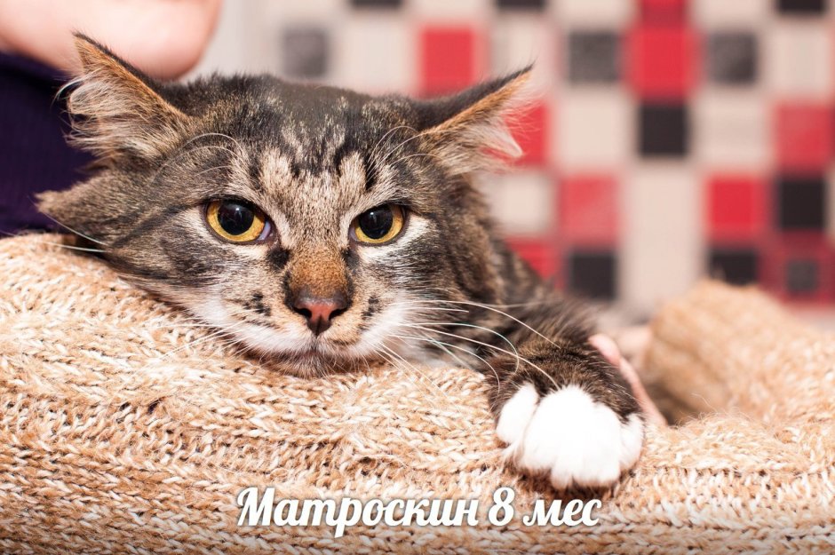 Кот на корабле