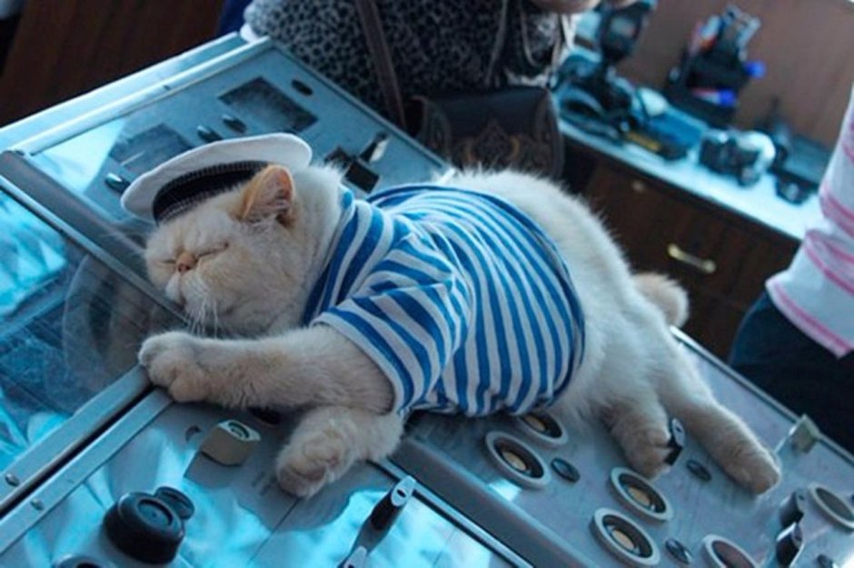 Анатолий Ярышкин коты матросы
