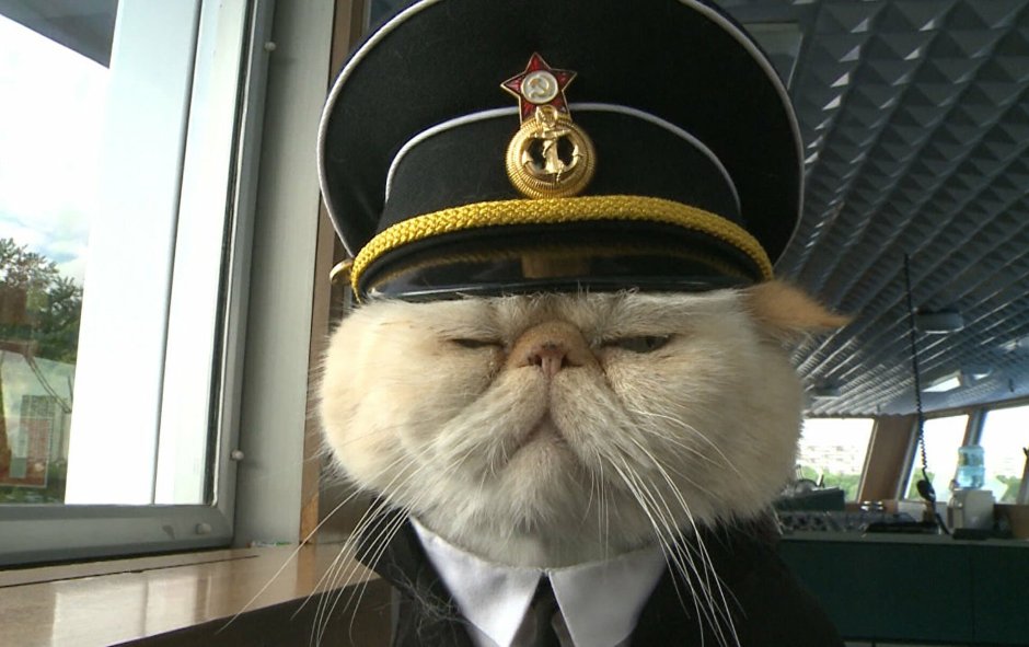 Кот в тельняшке
