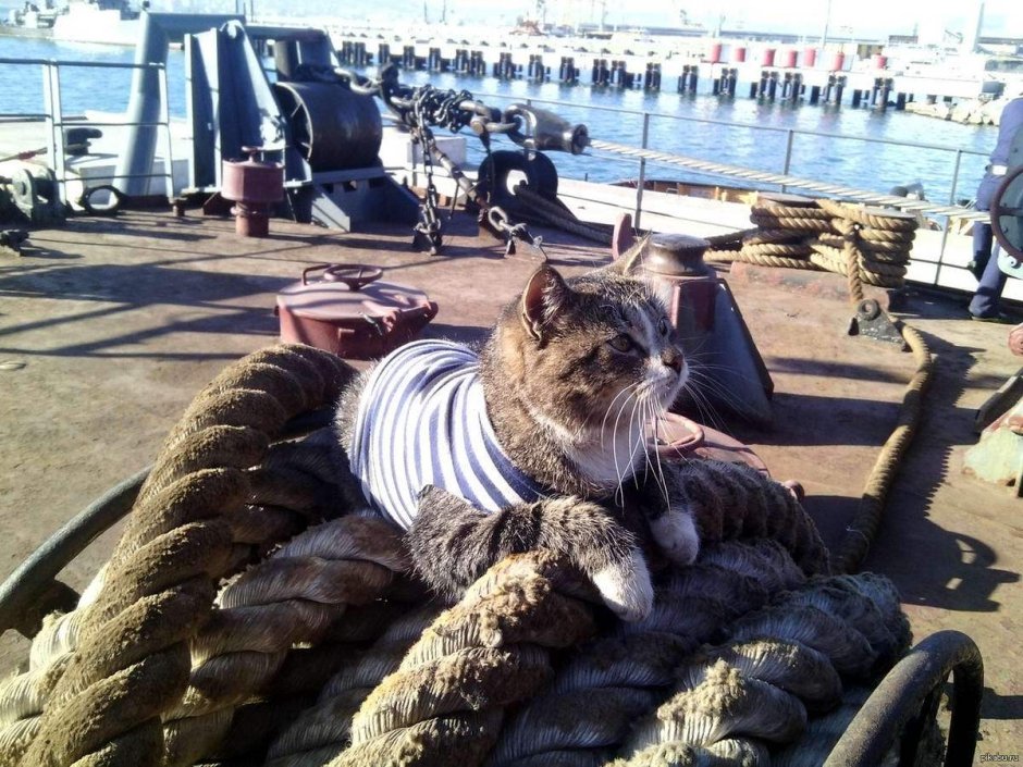 Кот на теплоходе Николай Чернышевский