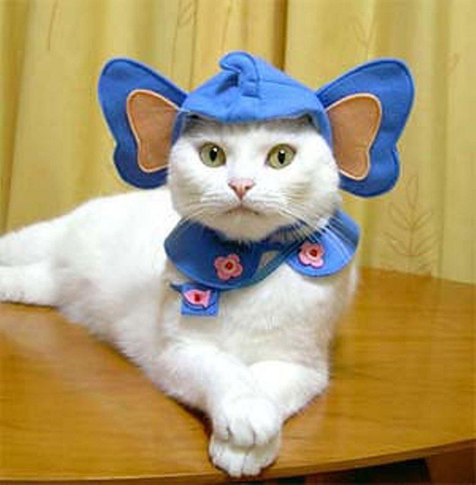 Очко кошки