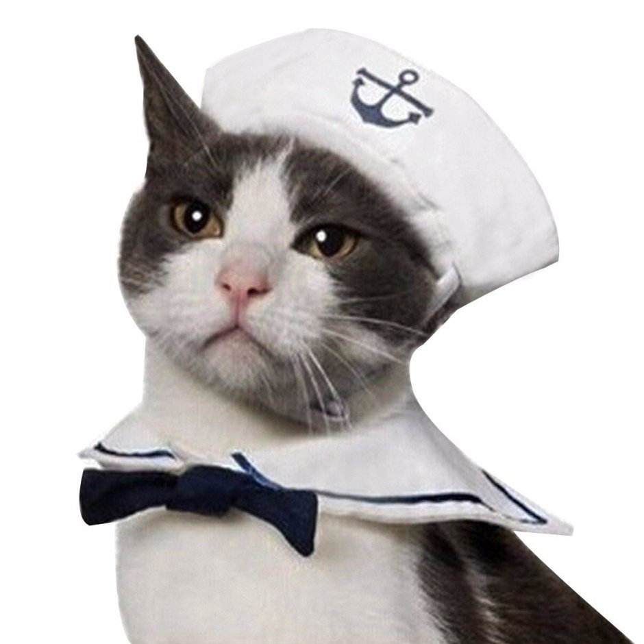 Коты в кепках