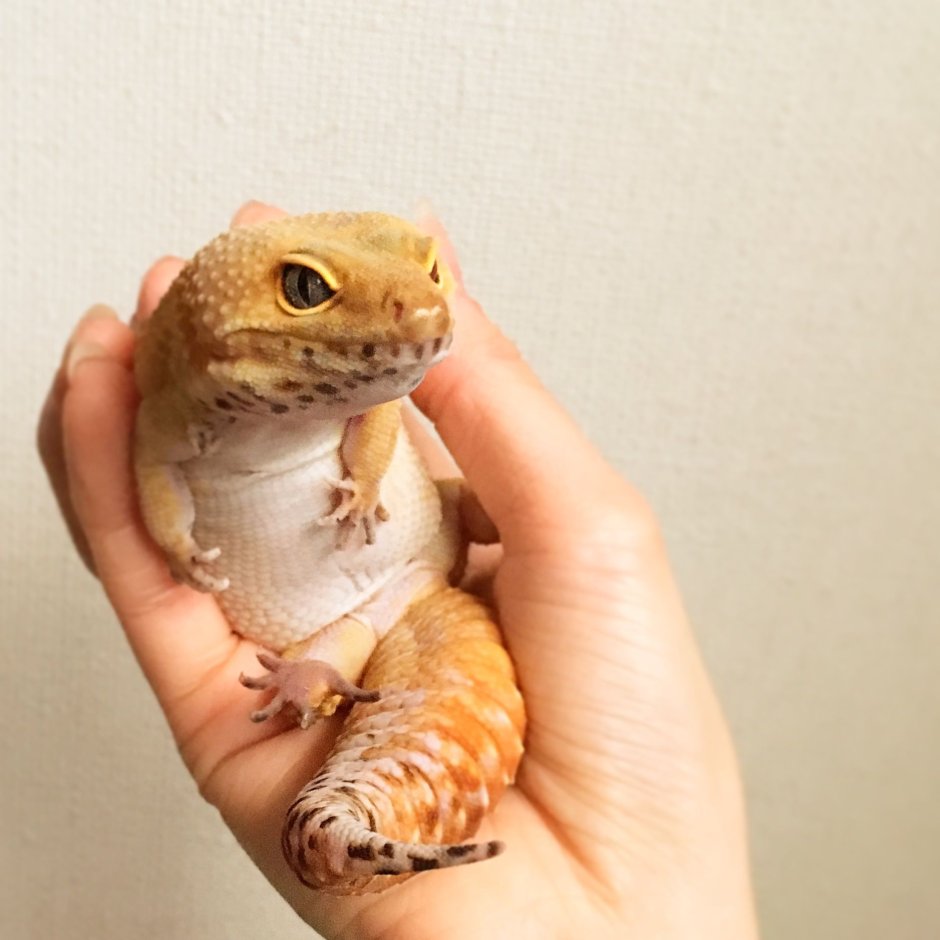 Dixonius kaweesaki