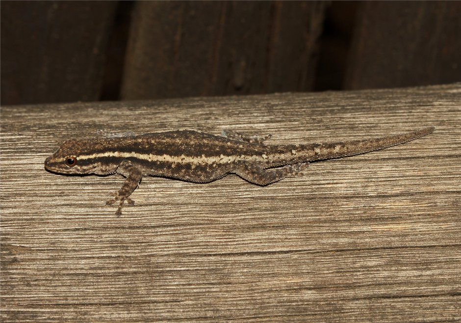 Карликовый геккон (Sphaerodactylus ariasae)