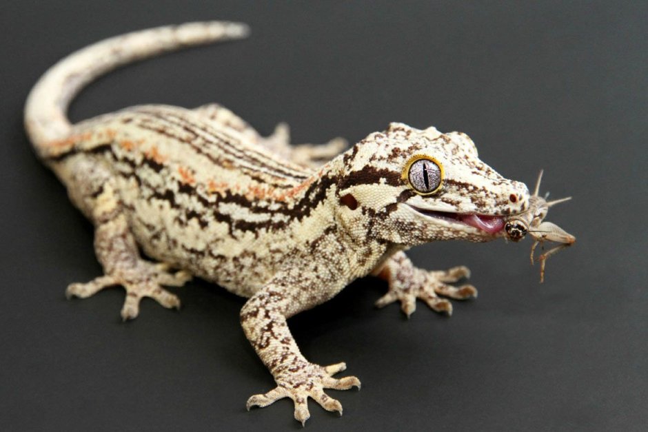 Pachydactylus rangei.
