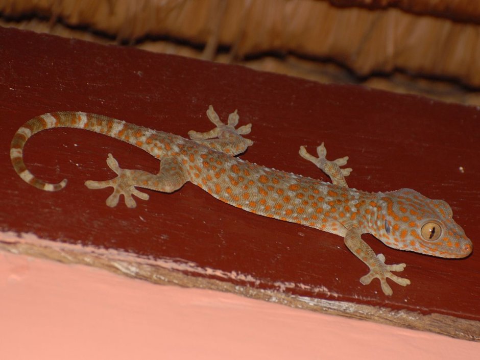 Pigmy Blue tongue Lizard перевод на русский