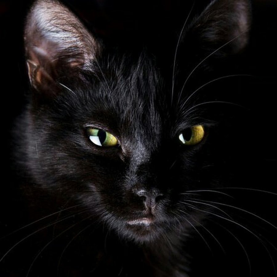 Русская голубая кошка крысоловка