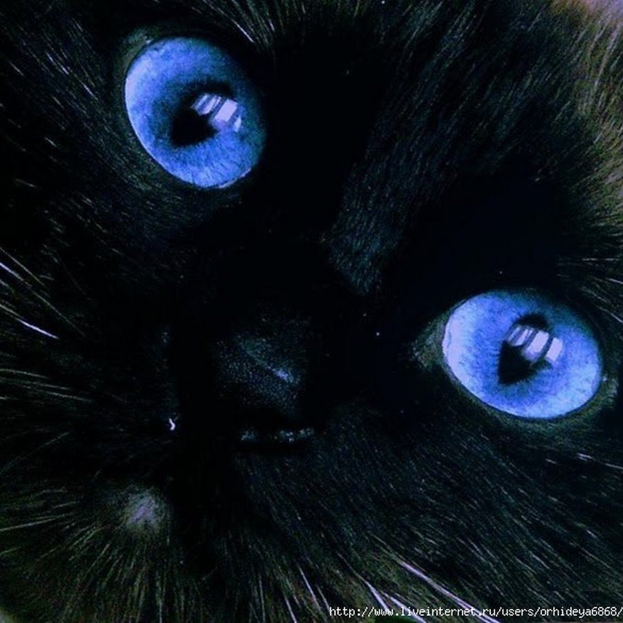 Чёрная кошка с голубыми глазами