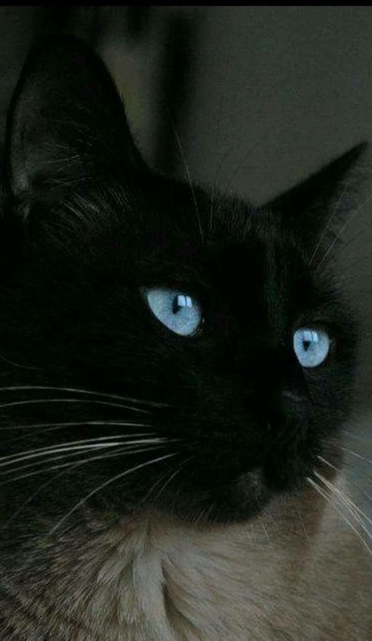 Черный кот с серыми глазами