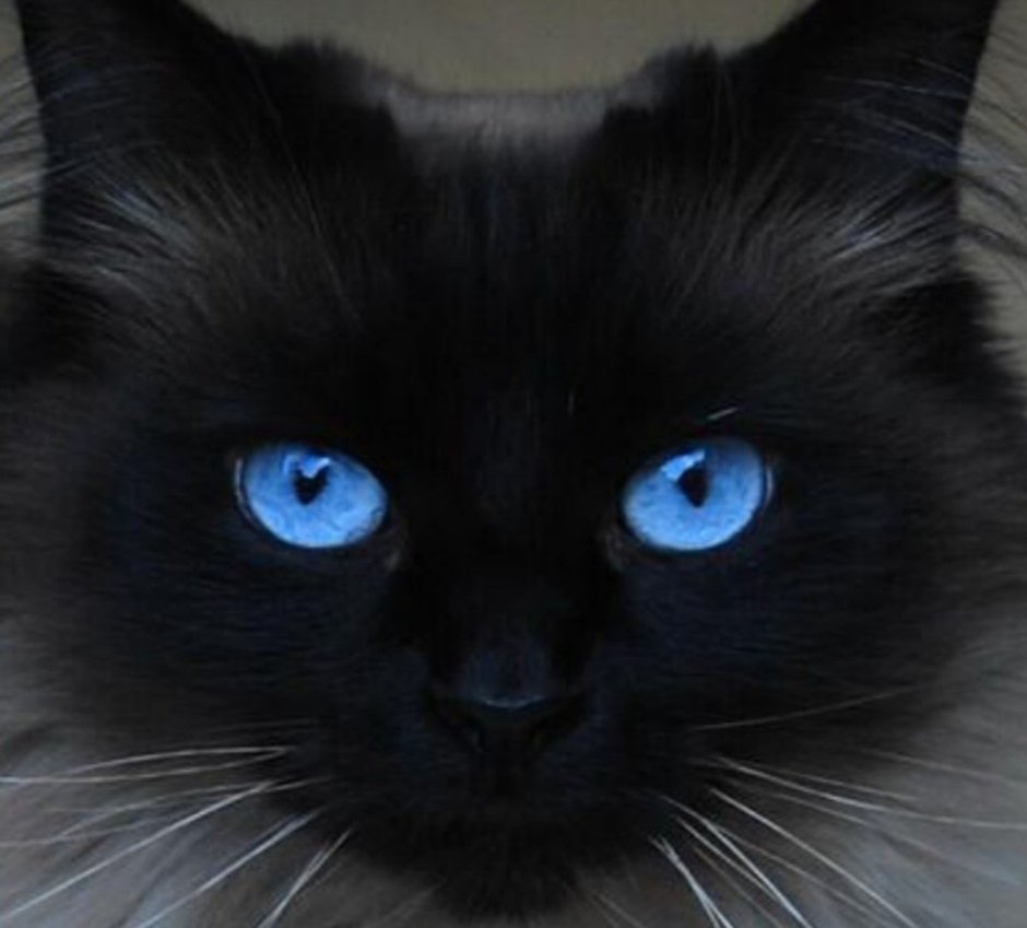 Черный кот с голубыми глазами