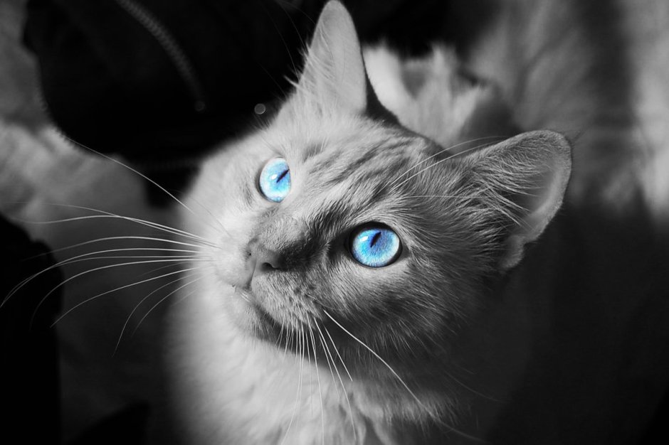 Чёрная кошка с голубыми глазами