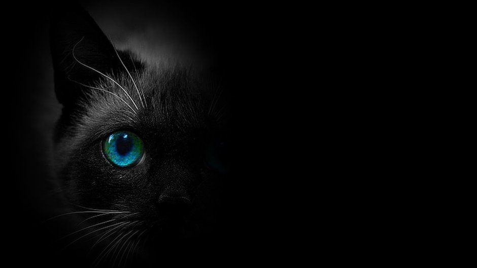 Черный кот с голубыми глазами