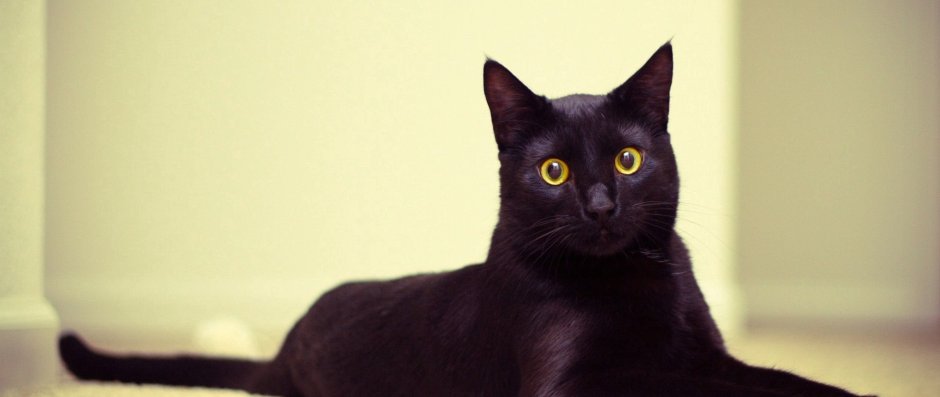 Tortoiseshell Cat порода