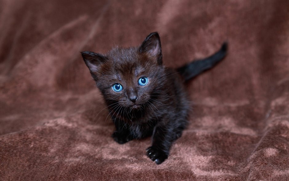 Охос азулес черный