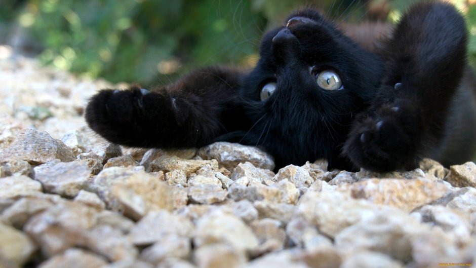 Черный котенок